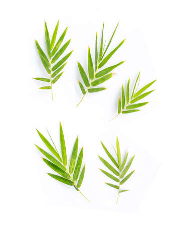 Bamboo leaves on white backgroundの写真素材