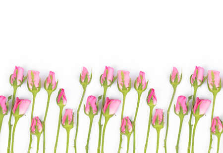 Pink rosesの写真素材