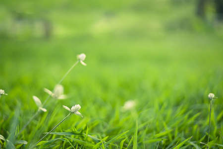 Soft focus meadow green blur backgroundの写真素材