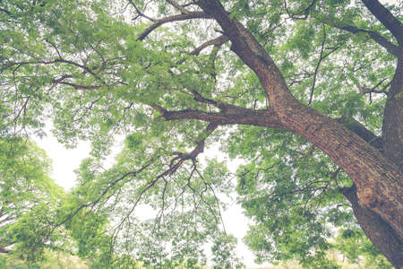 Under the Giant treeの写真素材