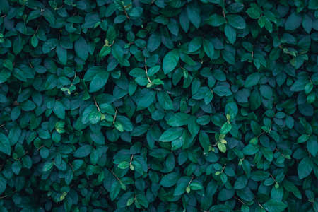 Dark Green leaf backgroundの写真素材