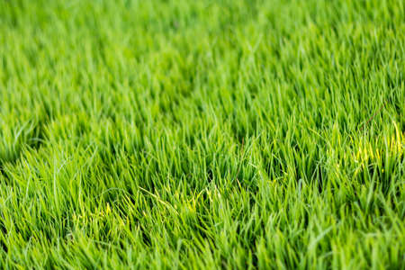 closeup green grass textureの写真素材