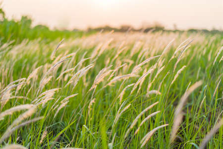 Soft focus grass flower background at sunsetの写真素材