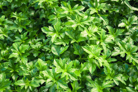 Green leaves textureの写真素材