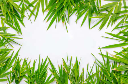 Bamboo leaves on white background