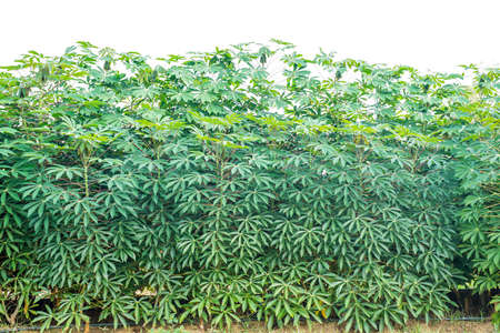 Cassava or manioc plant fieldの写真素材