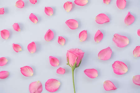 Pink rosesの写真素材
