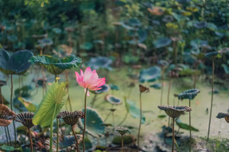 Pink Sacred Lotusの写真素材