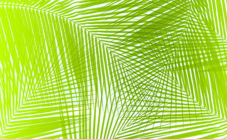 Leaves of palm or coconut tree textureの写真素材