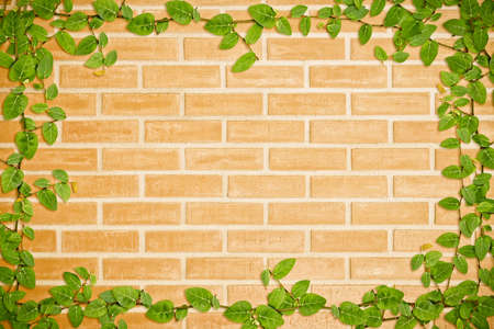 Border of Green Ivy on the wallの写真素材