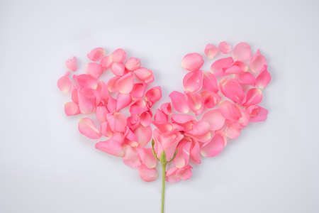 Pink rosesの写真素材