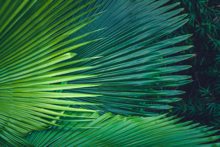 Palm leaves dark green backgroundの写真素材