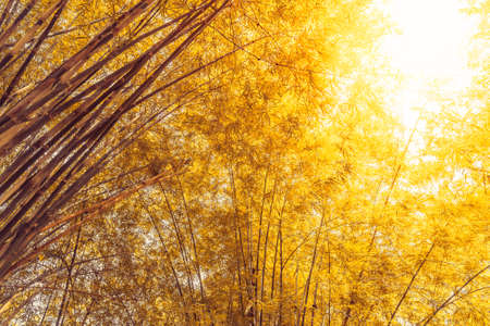 Yellow Bamboo forest