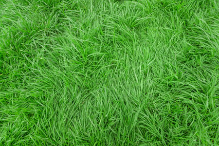green grass textureの写真素材
