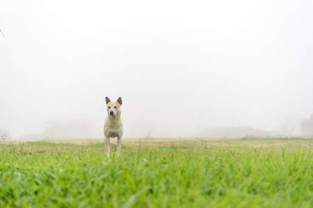Dog in fog at green meadowの写真素材