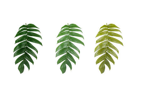 Grean leaf isolated on white backgroundの写真素材