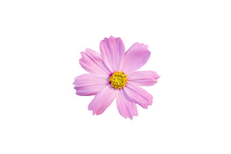 Pink Cosmos flower isolated on white with clipping pathの写真素材