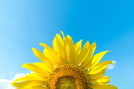 Sunflower on blue skyの写真素材