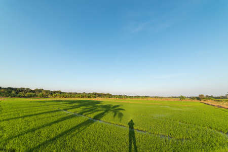 Beautiful green rice field and shadow on blue skyの写真素材