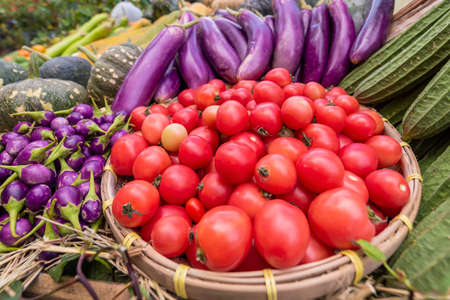 tomato and purple eggplantの写真素材