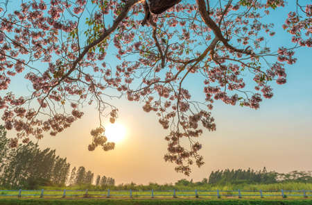 Pink flower tabebuia rosea tree bloom with sunset skyの写真素材