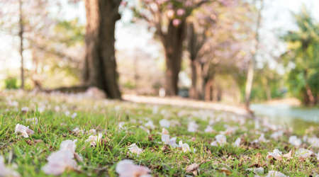 Closeup Pink flower on green grassの写真素材