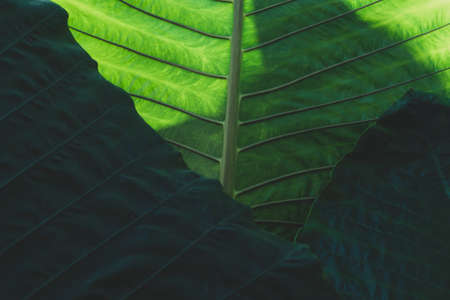 Green leaf texture of  Giant alocasiaの写真素材