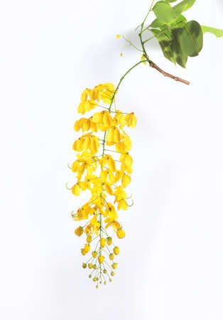 Golden Shower Tree on white backgroundの写真素材