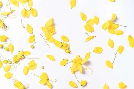 Golden Shower Tree on white backgroundの写真素材