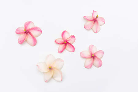 Plumeria or Frangipani Flowers Isolated on white backgroundの写真素材