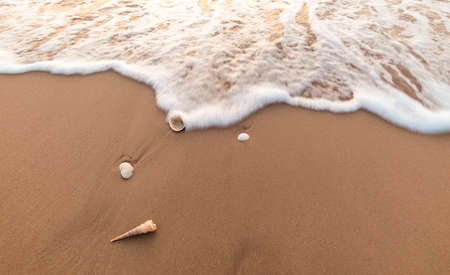 sea shells on the beach motion blur waveの写真素材