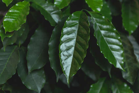 Closeup Green Leaves Coffee Treeの写真素材
