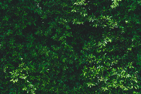 Dark green leaves background