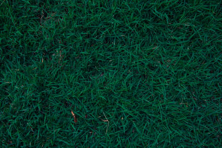 Closeup dark green grass textureの写真素材