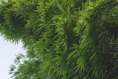 Beautiful Green Bamboo  forestの写真素材