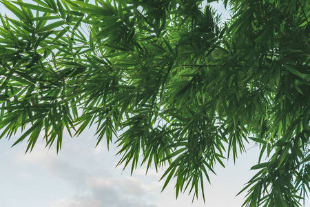 Beautiful Green Bamboo  forestの写真素材