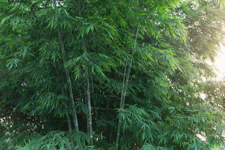 Beautiful Green Bamboo  forestの写真素材