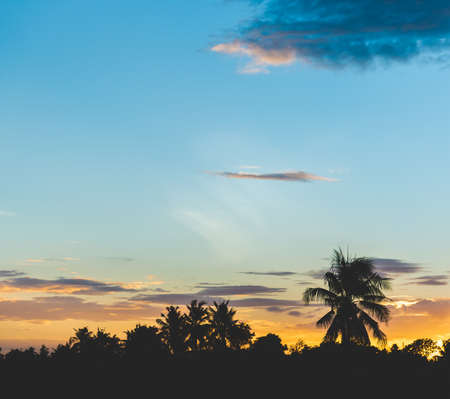 Sunset sky with coconut treeの写真素材