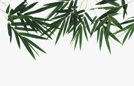 Bamboo dark green leaves on white backgroundの写真素材