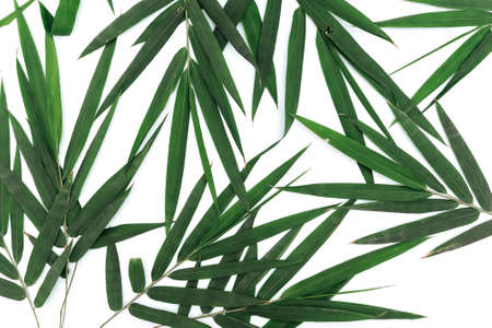 Bamboo dark green leaves on white backgroundの写真素材