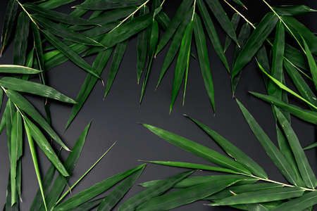 Dark green bamboo on black backgroundの写真素材