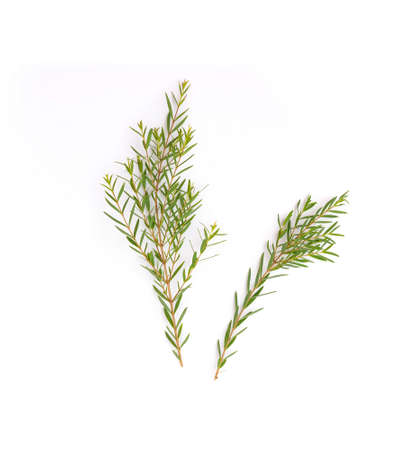 Melaleuca linariifolia Claret Tops  leaf isolated on whiteの写真素材