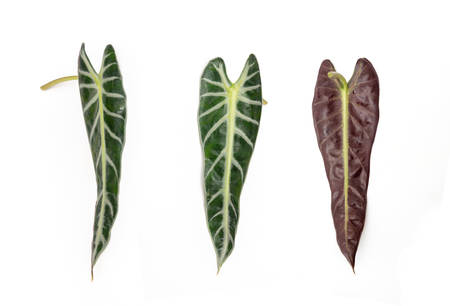 Arrowhead Plant Leaf isolated on whiteの写真素材