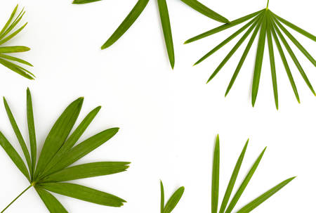 Palm leaves isolated on white backgroundの写真素材
