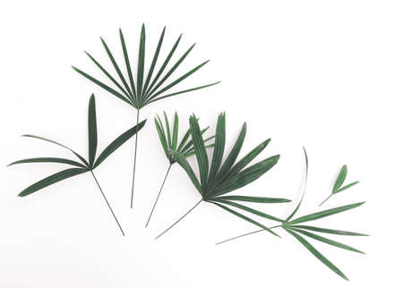 Palm leaves isolated on white backgroundの写真素材
