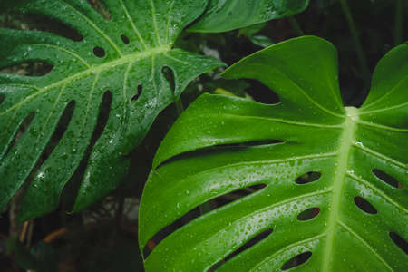 Close-up water drop on Monstera or Swiss Cheese leavesの写真素材