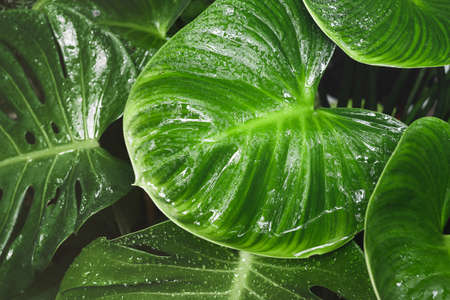 Close-up Water Drop on Homalomena Expedita Plant leavesの写真素材