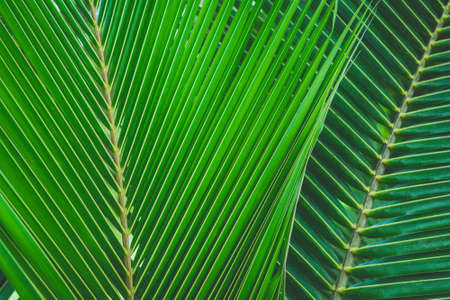 close-up green color coconut leaf textureの写真素材