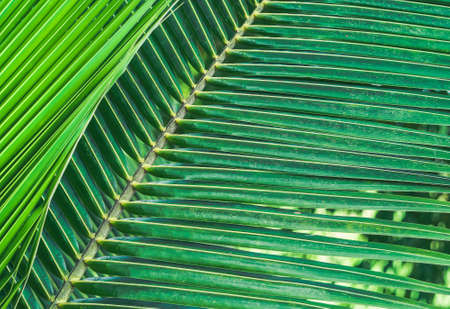 close-up green color coconut leafの写真素材