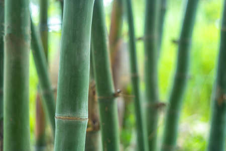 Close-up bamboo treeの写真素材